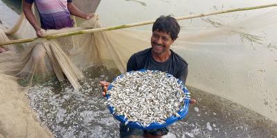 শরীয়তপুরে বাণিজ্যিকভাবে মলা মাছ চাষে সফলতা