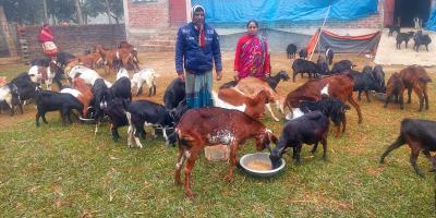 কমেছে কোরবানিদাতা, ঝোঁক বেড়েছে ছাগলে