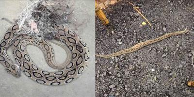 ভোলায় ৫ দিনে ১২ রাসেলস ভাইপার উদ্ধার