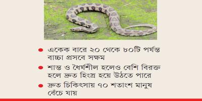 শান্ত ‘চন্দ্রবোড়া’ই ভীতিকর ‘রাসেলস ভাইপার’!