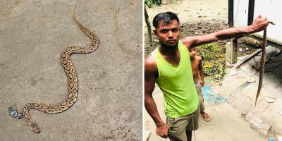 মুন্সীগঞ্জে ৫ দিনে ধরা পড়লো ৬টি রাসেলস ভাইপার
