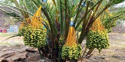 দিনাজপুরে সৌদির খেজুর চাষে সাফল্য