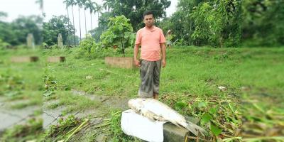 হালদায় আবারও ভেসে উঠল মরা ডলফিন ও মা-মাছ