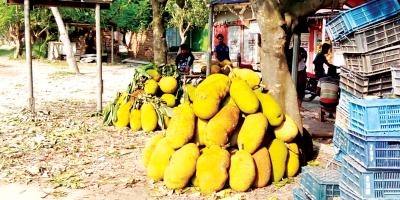 ঈশ্বরদীতে জমে উঠেছে কাঁঠালের হাট