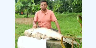 হালদায় দূষণ, মরছে মা-মাছ