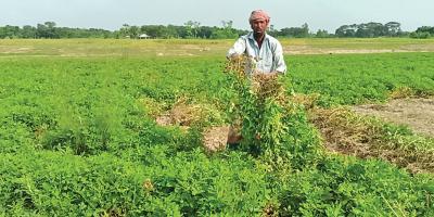 মাগুরায় ৬২ হেক্টর জমিতে বাদাম চাষ