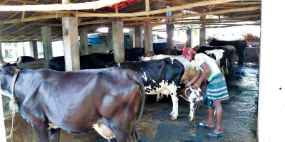 দুধ উৎপাদনে দ্বিতীয় স্থান হারাতে পারে সাতক্ষীরা