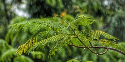 মেঘ বালিকা