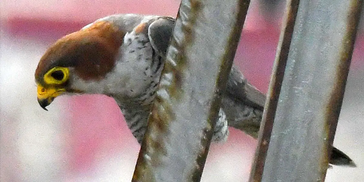 শহুরে শিকারি লালমাথা শাহিন