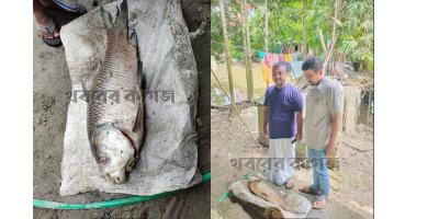 আবারও হালদায় ভেসে উঠল ১২ কেজি ওজনের কাতলা
