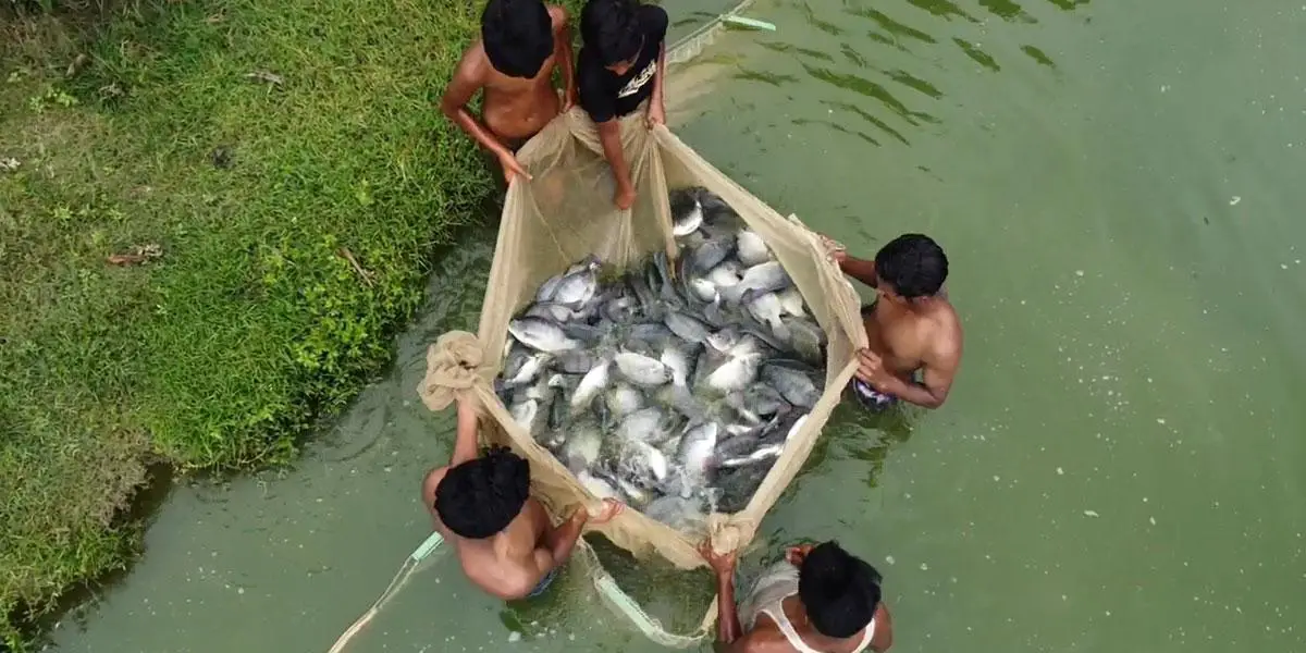 আধুনিক পদ্ধতিতে মাছ চাষ করে স্বাবলম্বী ঠাকুরগাঁওয়ের মৎস্যচাষিরা