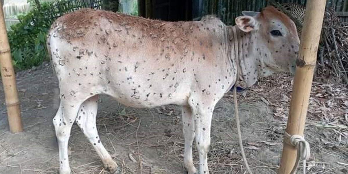 লাম্পি স্কিনে মরছে গরু