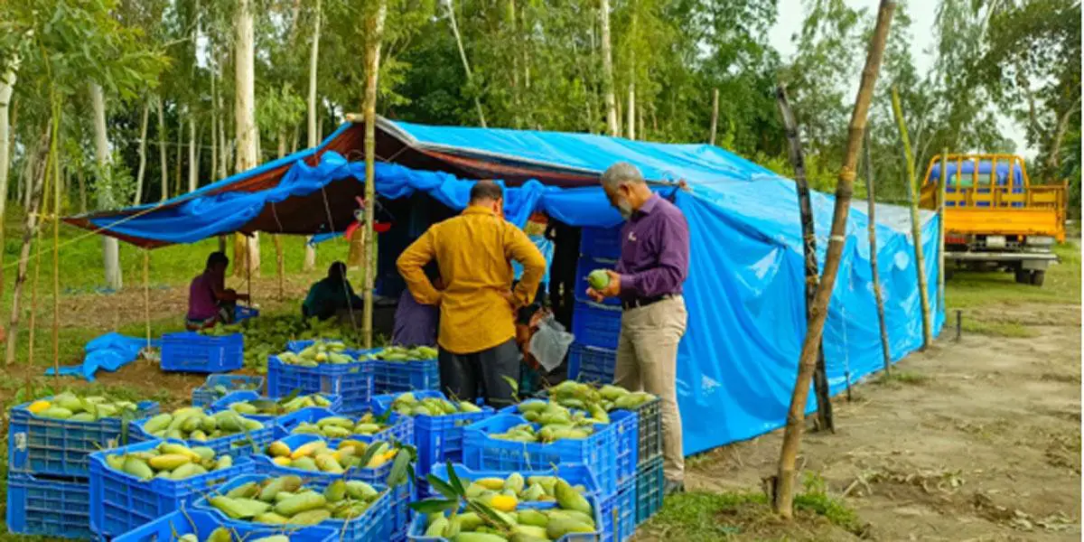 ঠাকুরগাঁওয়ের আম যাচ্ছে ইউরোপে