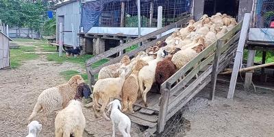 ভেড়ার খামারের পাহারাদার জার্মান শেফার্ড কুকুর