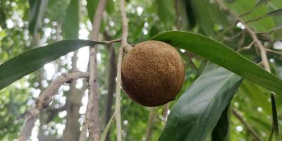 হারিয়ে যাচ্ছে চালমুগরা