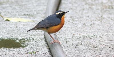 দেশি নীল রবিন