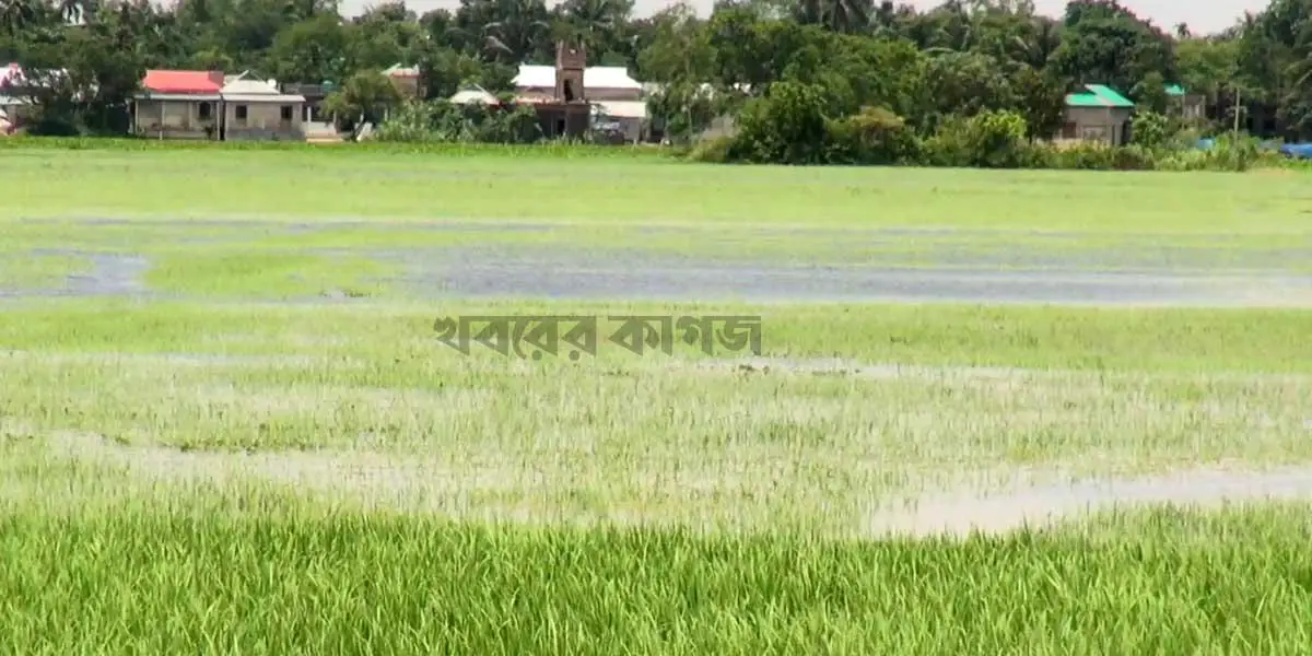 হবিগঞ্জে আউশ ধানের ব্যাপক ক্ষতি, খাদ্যঘাটতির শঙ্কা