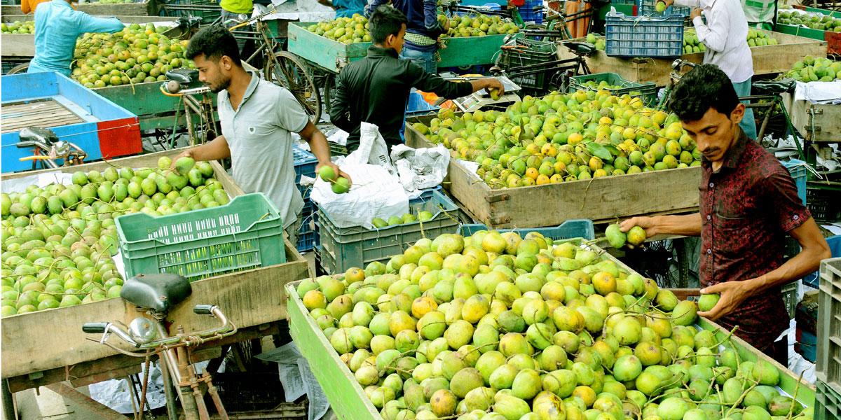 মোকামের ১০০ টাকার আম রাজধানীতে ১৫০