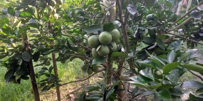 মিশ্র ফল চাষে সফল বাবা-ছেলে
