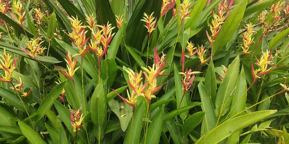 টিয়াঠুঁটির রূপের বাহার