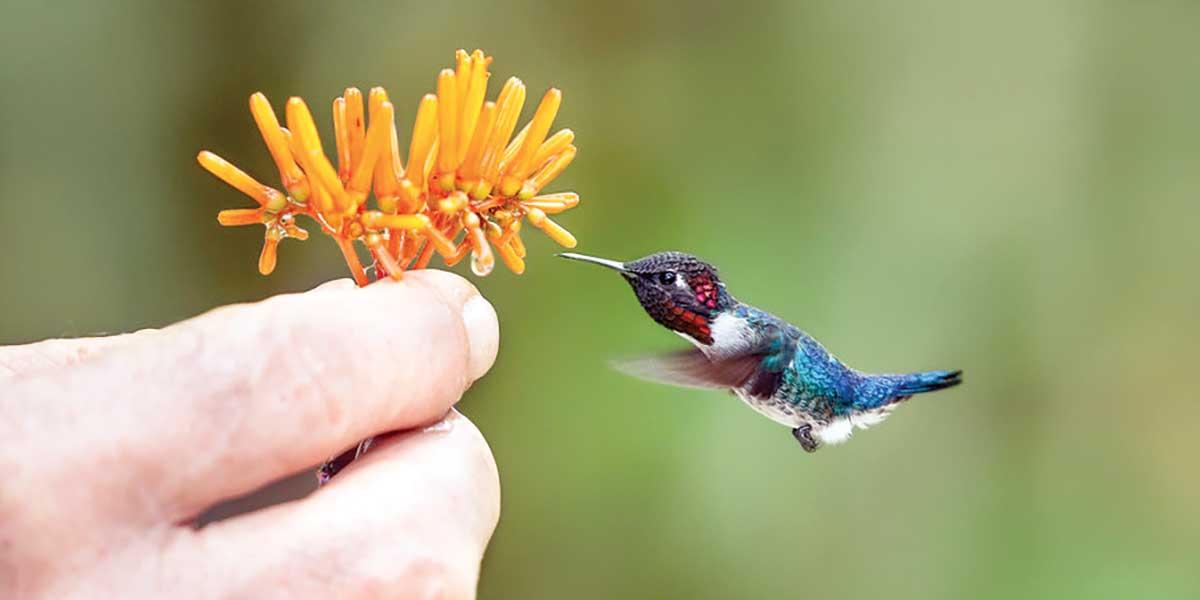 ছোট্ট পাখি হামিংবার্ড