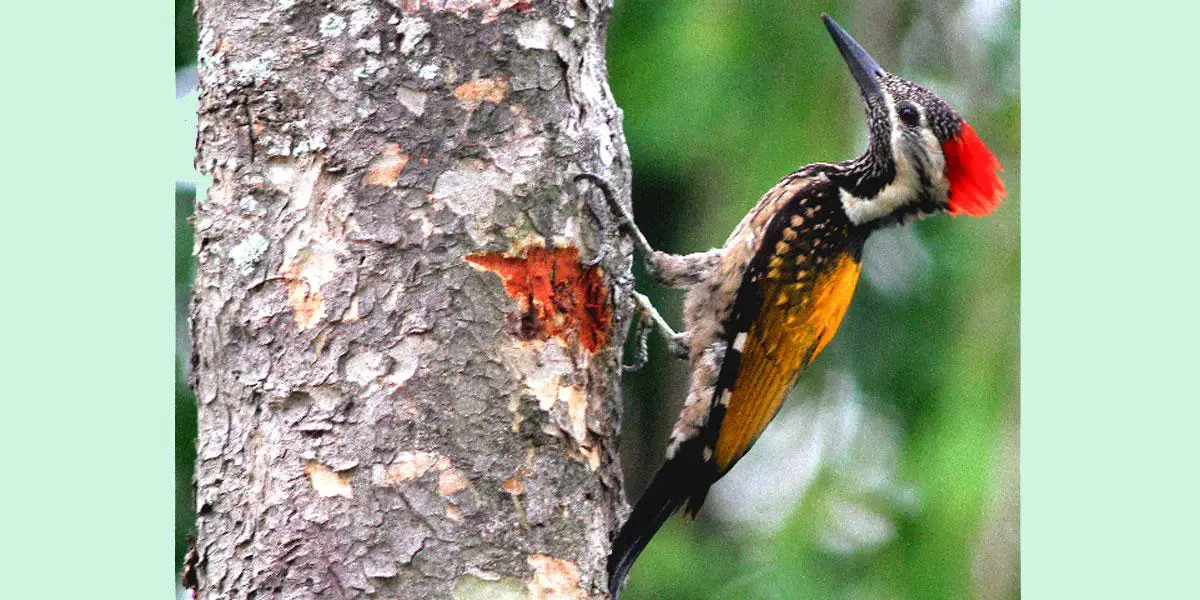 বাংলার নামে কাঠঠোকরা