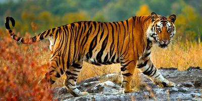 বিশ্ব বাঘ দিবস আজ