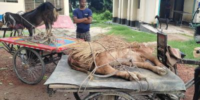রাজবাড়ীতে খামারির কপাল পুড়ছে লাম্পি স্কিনে