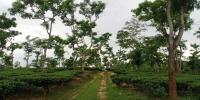 মৌলভীবাজারে একদিন