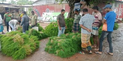 মধুখালীতে রোপা আমনের চারা সংগ্রহ চলছে