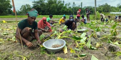 গাইবান্ধায় মুখিকচু চাষ করে বাজিমাত