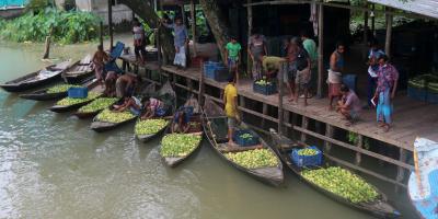 হিমাগারের অভাবে নষ্ট হচ্ছে পেয়ারা