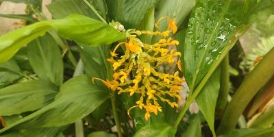 অপরূপা ড্যান্সিং গার্ল জিঞ্জার