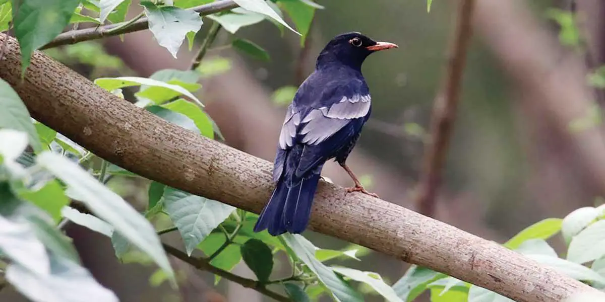 কালিদামার খোঁজে কালাই রুটির দেশে