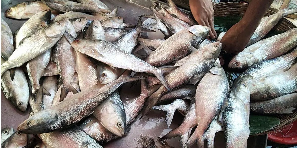 বরগুনায় বাজারে সরবরাহ কম, ইলিশের দাম আকাশছোঁয়া