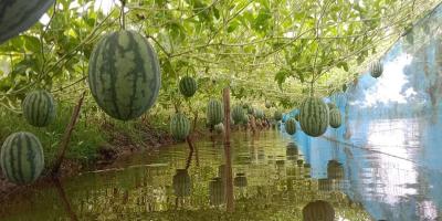 গোপালগঞ্জে বাড়ছে অসময়ের তরমুজ চাষ