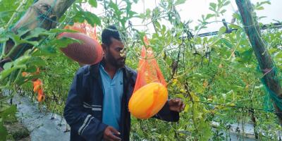 ইউটিউবে দেখে তরমুজ চাষে সফল ইকবাল