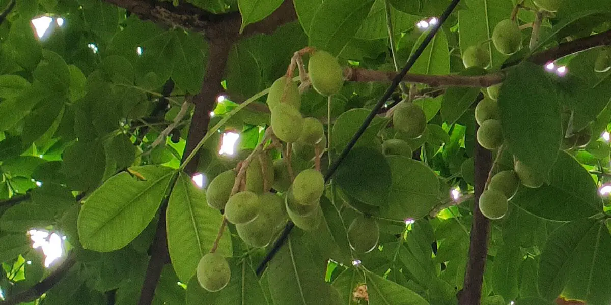 বুনো আমড়ার ঘ্রাণ