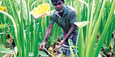 মেহেরপুরে বাড়ছে কচুর লতি চাষ
