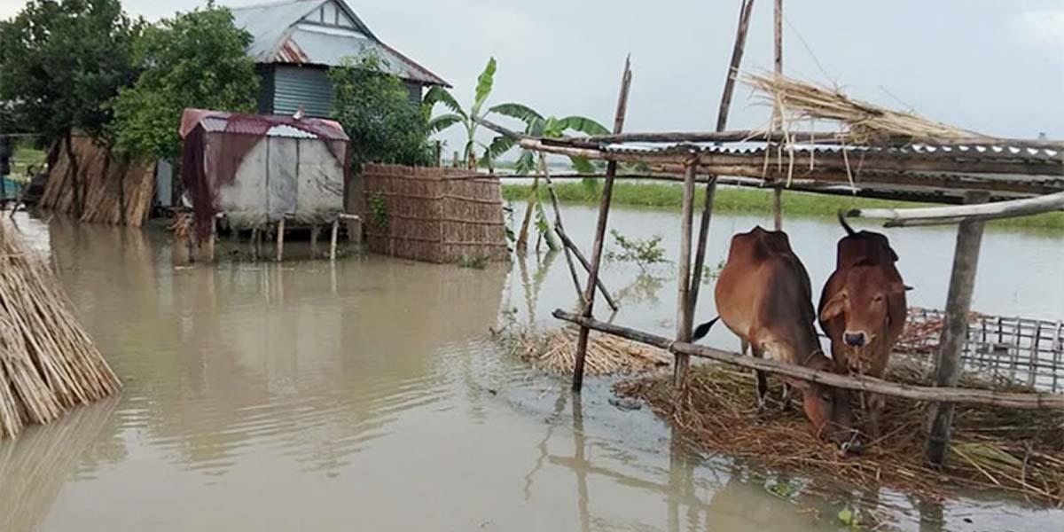 নোয়াখালীতে বন্যায় প্রাণিসম্পদের ক্ষতি সোয়া ৮ কোটি টাকা