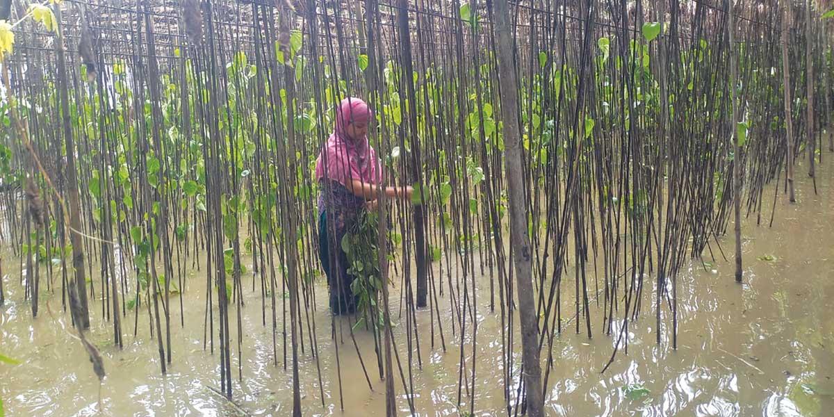 চাঁদপুরে বন্যায় ফসল ও মাছের ব্যাপক ক্ষতি