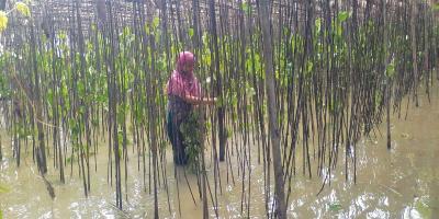 চাঁদপুরে বন্যায় ফসল ও মাছের ব্যাপক ক্ষতি