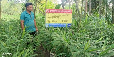 বস্তা পদ্ধতিতে আদা চাষে স্বপ্ন বুনছেন দেলোয়ার