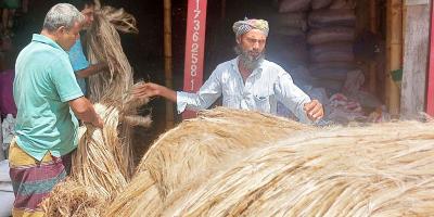 বৈরী আবহাওয়ায় পাট চাষে কৃষকদের হতাশা