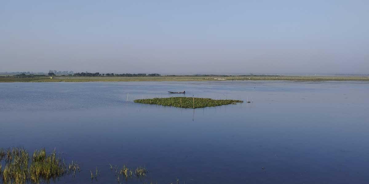 পাখির বিলে মেছো বিড়াল