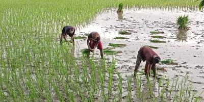 আমনের চারা রোপণে ব্যস্ত কৃষকরা