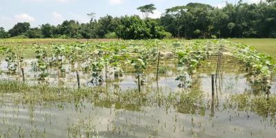 শরীয়তপুরে ভারী বৃষ্টিতে ফসলের ব্যাপক ক্ষতি