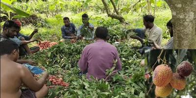 কৃষকের ১০ বিঘা জমির লিচু নষ্ট হওয়ার অভিযোগ
