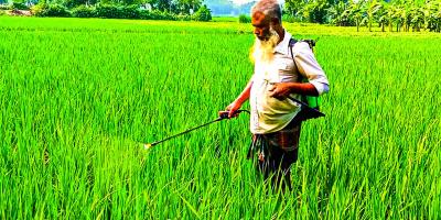 আমনের খেতে পোকার আক্রমণ, দুশ্চিন্তায় কৃষক