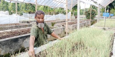 গ্রীষ্মকালীন পেঁয়াজে আশা